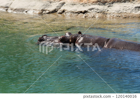 Hippopotamus swimming in a pond 120140016