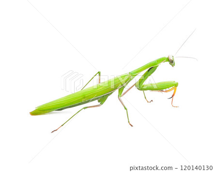 grasshopper. green grasshopper isolated on a white background grasshopper. green grasshopper isolated on a white background 120140130