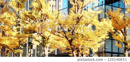 Ginkgo trees with yellow leaves Ginkgo trees with yellow leaves 120140651