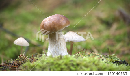 Closeup of Wild Penny Bun Mushroom in a Lush Forest 120140785