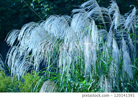 Silver Waves of Susukino Silver Waves of Susukino 120141391