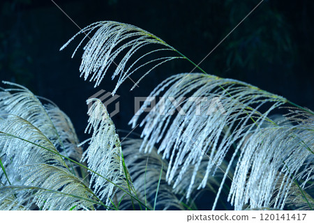 Silver Waves of Susukino Silver Waves of Susukino 120141417