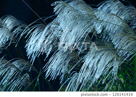 薄野銀波 120141419