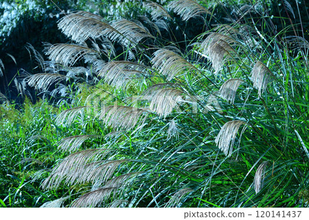 Silver Waves of Susukino Silver Waves of Susukino 120141437
