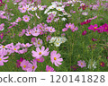 Cosmos 120141828