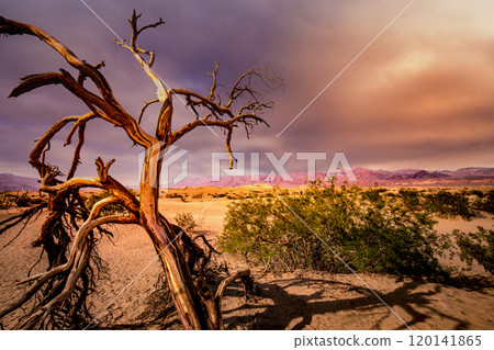 trees in desert,  death valley national park 120141865