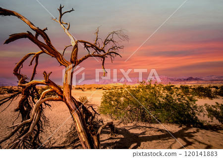 trees in desert,  death valley national park 120141883