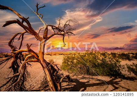 trees in desert,  death valley national park 120141895