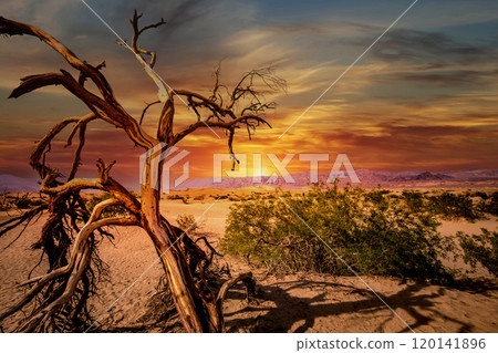 trees in desert,  death valley national park 120141896