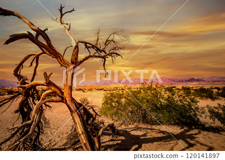 trees in desert,  death valley national park 120141897