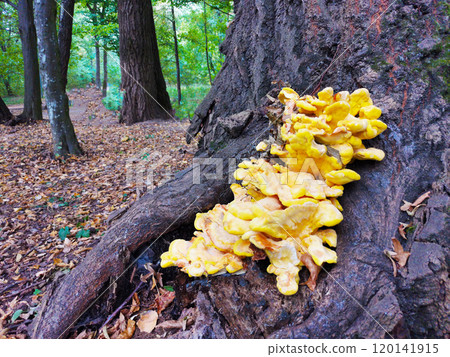 Large tinder fungus mushroom on tree trunk in park 120141915
