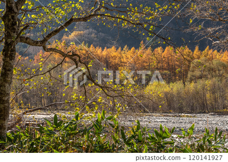秋天Kamikochi 120141927