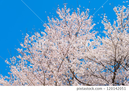 Blue sky and cherry blossoms 120142051