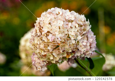 Hydrangea arborescens Candybelle Lollypop (Bubblegum) flowers in garden Hydrangea arborescens Candybelle Lollypop (Bubblegum) flowers in garden 120142378