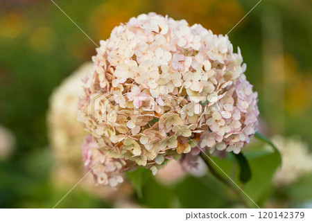 Hydrangea arborescens Candybelle Lollypop (Bubblegum) flowers in garden Hydrangea arborescens Candybelle Lollypop (Bubblegum) flowers in garden 120142379