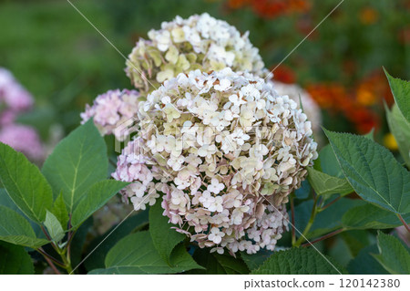 Hydrangea arborescens Candybelle Lollypop (Bubblegum) flowers in garden Hydrangea arborescens Candybelle Lollypop (Bubblegum) flowers in garden 120142380