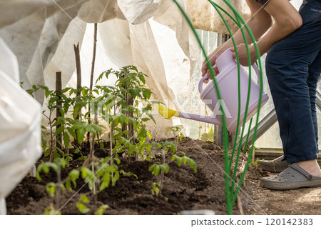 Watering seedling tomato plant in greenhouse garden Watering seedling tomato plant in greenhouse garden 120142383