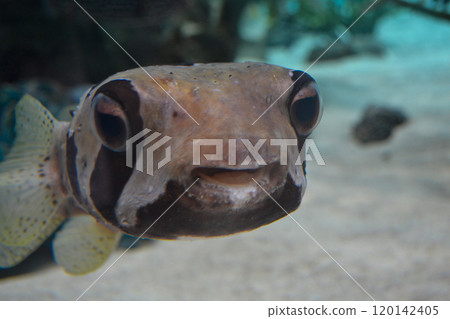 Close-up image of a boxfish Close-up image of a boxfish 120142405