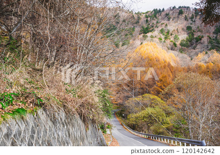 Yellow leaves along the Azalea Line in Matsumoto City 120142642