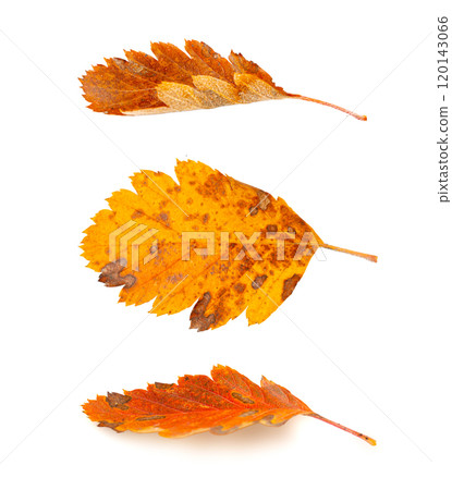 Autumn Leaf Isolated, Red Autumn Hawthorn Leaves, Colorful October Plant Closeup, Fall Leaf Texture Autumn Leaf Isolated, Red Autumn Hawthorn Leaves, Colorful October Plant Closeup, Fall Leaf Texture 120143066