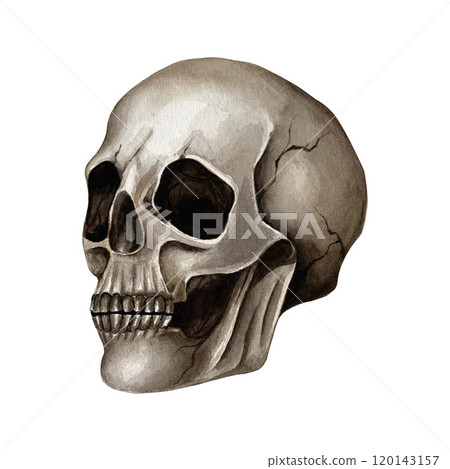 Human skull, side view. Watercolor illustration on the white background. The skull can be used in textile patterns, on T-shirts, for creating compositions with flowers and insects, for Halloween. Human skull, side view. Watercolor illustration on the white background. The skull can be used in textile patterns, on T-shirts, for creating compositions with flowers and insects, for Halloween. 120143157