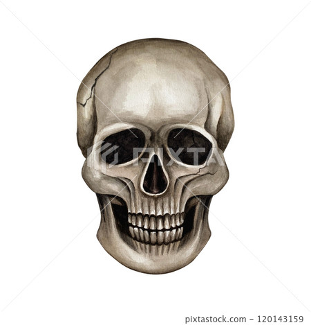 Human skull from the front. Watercolor isolated illustration on the white background. The skull can be used in textile patterns, on T-shirts, in compositions with flowers and insects, for Halloween 120143159