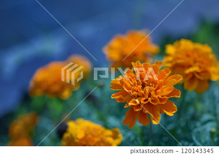 Blooming orange marigold flowers Blooming orange marigold flowers 120143345
