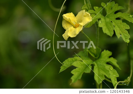 Yellow bitter melon flower 120143346