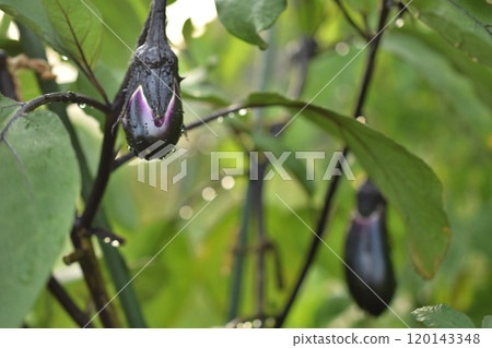 家庭花園,新鮮茄子 家庭花園,新鮮茄子 120143348