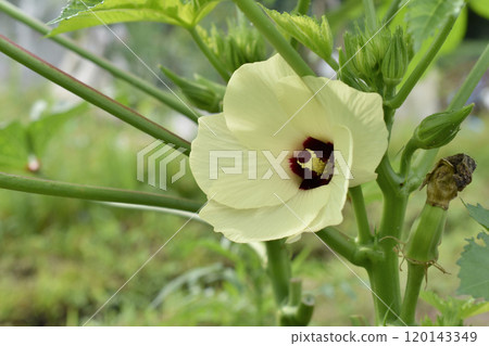 淡黃色秋葵花 淡黃色秋葵花 120143349