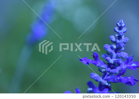 Blue-purple flowers Blue-purple flowers 120143350