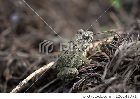 Golden-eyed toad 120143351