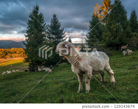 Sheep Grazing Peacefully in Green Pasture 120143674