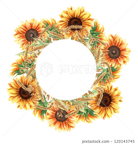 Round composition, wreath, frame, template with yellow sunflower blooms, oat branches and ears of wheat, cereal. Hand drawn watercolor illustration isolated on white. For clip art cards label package 120143745