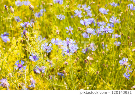 Summer landscape with bright blooming cornflowers in a field Summer landscape with bright blooming cornflowers in a field 120143981