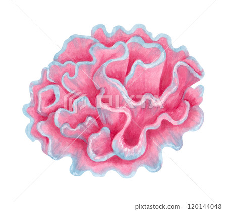 Hard pink coral reef. Watercolor and marker illustrations. Ocean wildlife. Hand drawn isolated art. Aquatic ecosystem. Underwater seabed animal for cosmetics packaging design, travel guides. 120144048