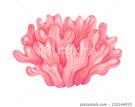 Soft pink coral reef. Watercolor and marker illustrations. Ocean wildlife. Hand drawn isolated art. Aquatic ecosystem. Underwater animal of the seabed for tourism industry, pharmaceuticals, cosmetics. 120144053