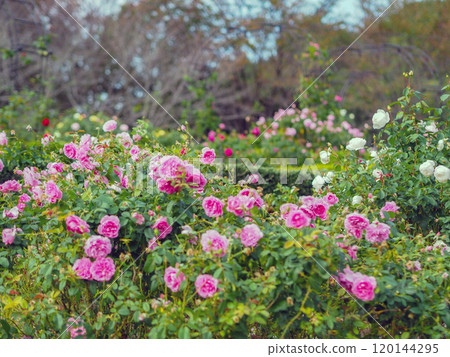 English Rose Garden 120144295