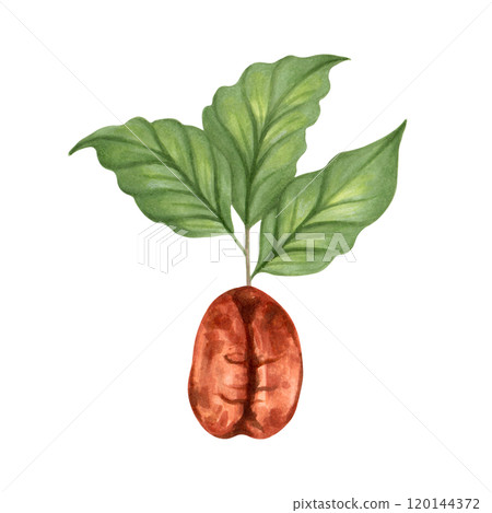 Coffee bean with sprouted coffee leaves. Watercolor and marker illustration. Aroma of Robusta and Arabica varieties. Hand drawn isolated art. International Coffee Day. Harvesting, production. 120144372