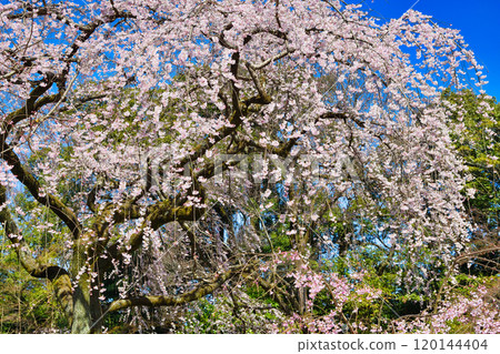 Kyoto Imperial Palace: Itozakura (weeping cherry tree) at the site of the Konoe residence (Kamigyo Ward, Kyoto City, Kyoto Prefecture) 120144404