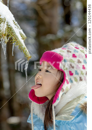 Girl licking icicles hanging from a branch 120144436