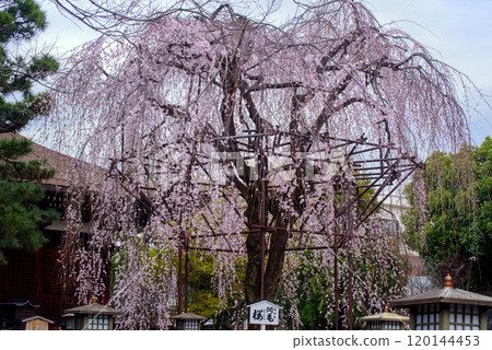 Senbon Shakado Okame Sakura Senbon Shakado Okame Sakura 120144453