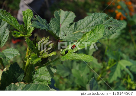 [October] Ladybug on an okra leaf. Photographed in a home garden (Yamato City, Kanagawa Prefecture) 120144507