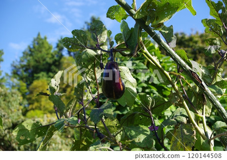 [October] Autumn eggplant. Photographed in a home garden (Yamato City, Kanagawa Prefecture) 120144508