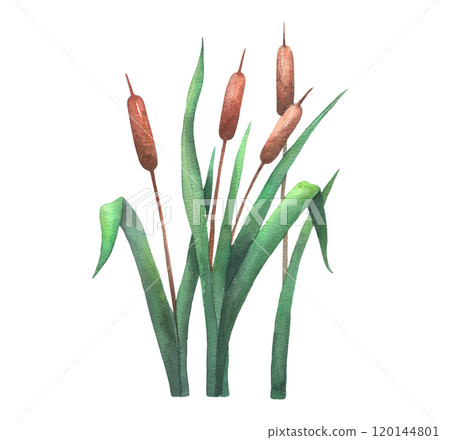 Watercolor reed, cattail, lake grass, hand drawn isolated illustration. Wetland drawing Watercolor reed, cattail, lake grass, hand drawn isolated illustration. Wetland drawing 120144801