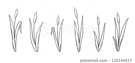 Outline reed plant, line wetland cattail, lake grass, hand drawn doodle isolated illustrations set Outline reed plant, line wetland cattail, lake grass, hand drawn doodle isolated illustrations set 120144817