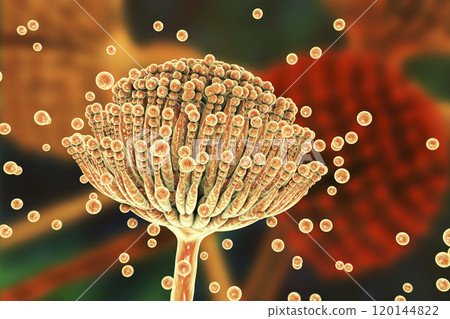 Black mold fungi Aspergillus Black mold fungi Aspergillus 120144822