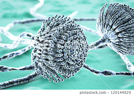 Black mold fungi Black mold fungi 120144829