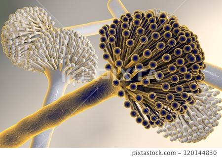 Black mold fungi Black mold fungi 120144830