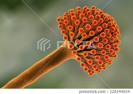 Black mold fungi Black mold fungi 120144834